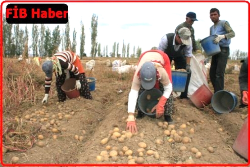 Nevşehir'de Patates Üretimi Düştü 